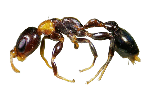 Pseudomyrmex ejectus